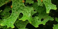 Lobaria pulmonaria wet